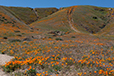 CA Superbloom 4